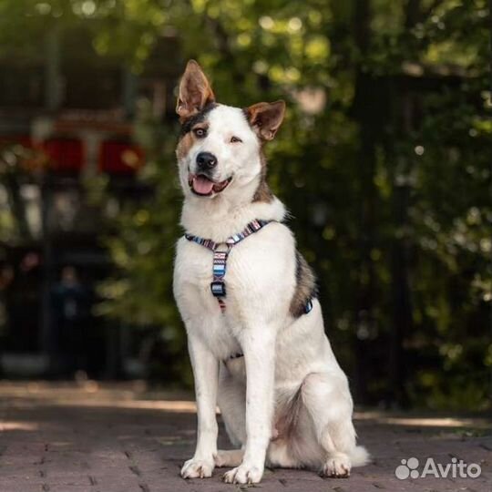 Сказочный пёс в добрые руки