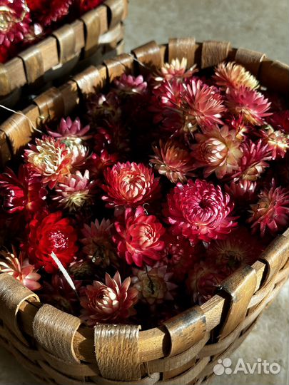 Гелихризум сухоцвет