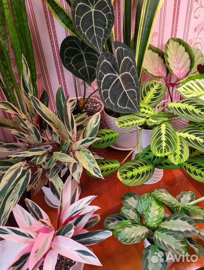 Калатея, маранта, строманта, ктенанта