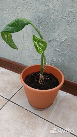 Диффенбахия два вида, Алоэ Вера, Спатифиллум