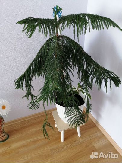 Araucaria heterophylla (Араукария разнолистная)