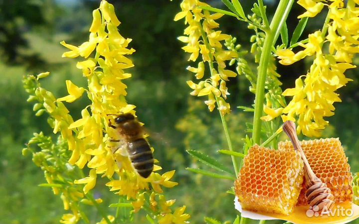 Мед Донниковый с собственной пасеки