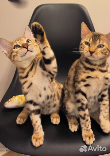 Бенгальская кошечка