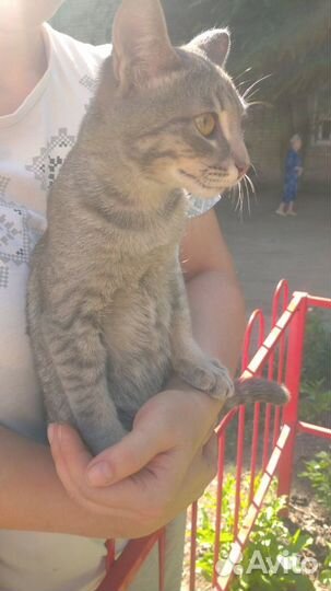 Кот Матроскин 4 месяца