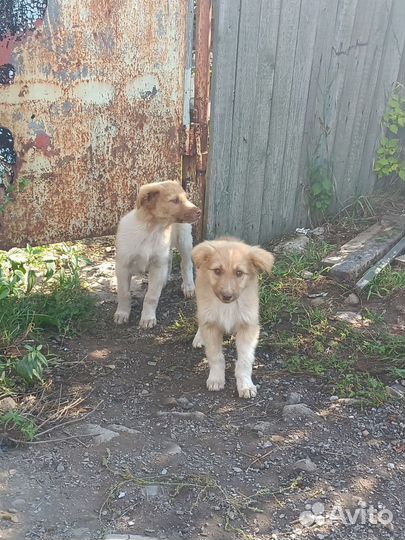 Щенок в добрые руки