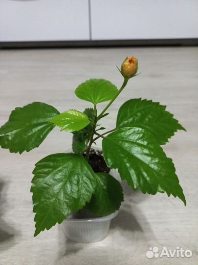 Гибискус китайская роза