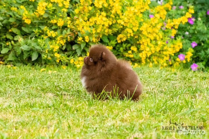 Шпиц мини девочка