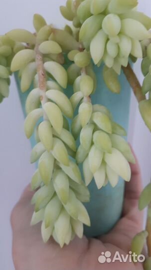 Очиток Моргана