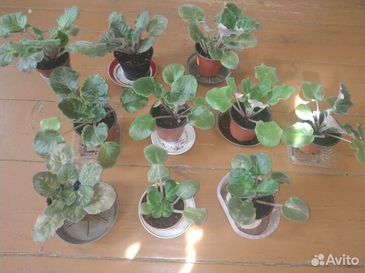 Сортовые фиалки цветущие