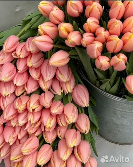 Тюльпаны крупные с доставкой опт/ розница