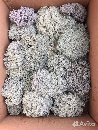 Мох ягель, Цетрария исландский мох