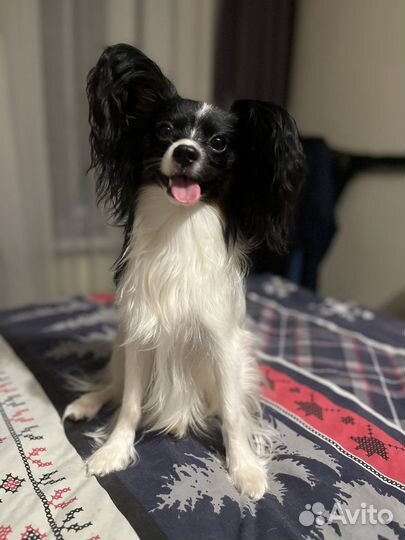 Папильон вязка