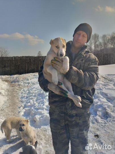 Щенки алабая