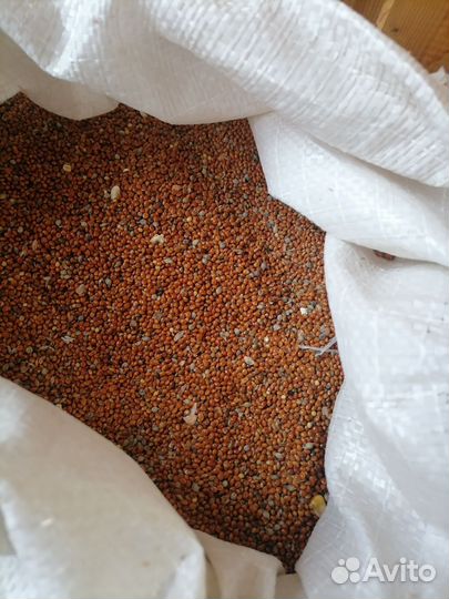 Зерно просо