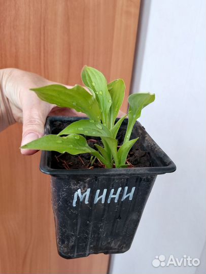 Хоста мышиные ушки