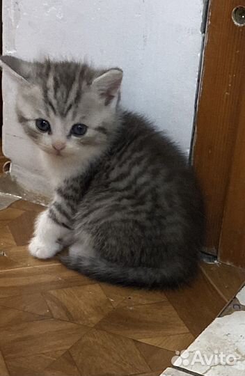 Котенок мальчик бесплатно