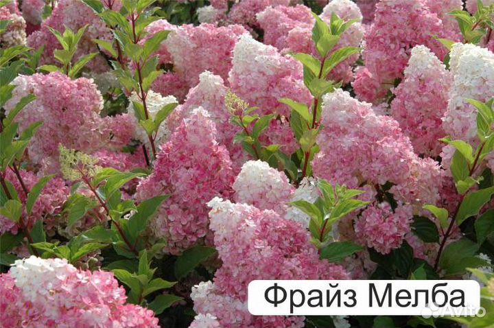 Гортензии, красивоцветущие кустарники,ежевика