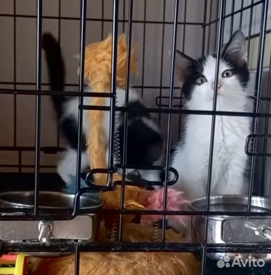 Котята бесплатно девочки черно-белые