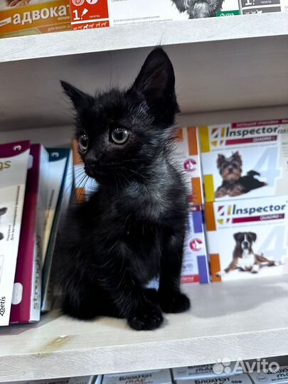 Котёнок