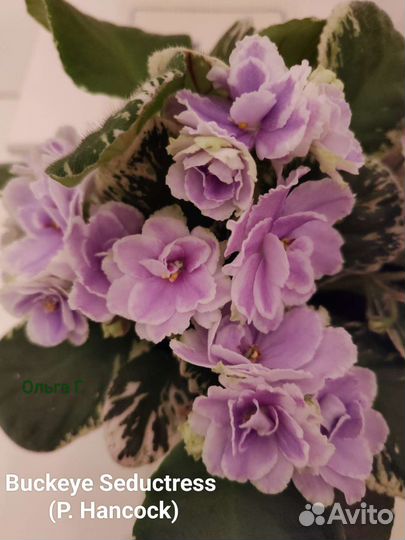 Фиалки сортовые, стандарты