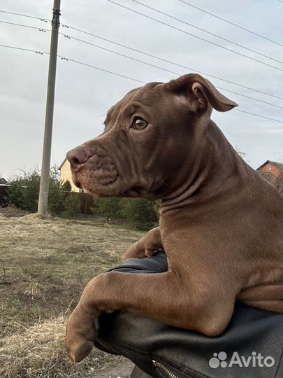 Щенки питбультерьера