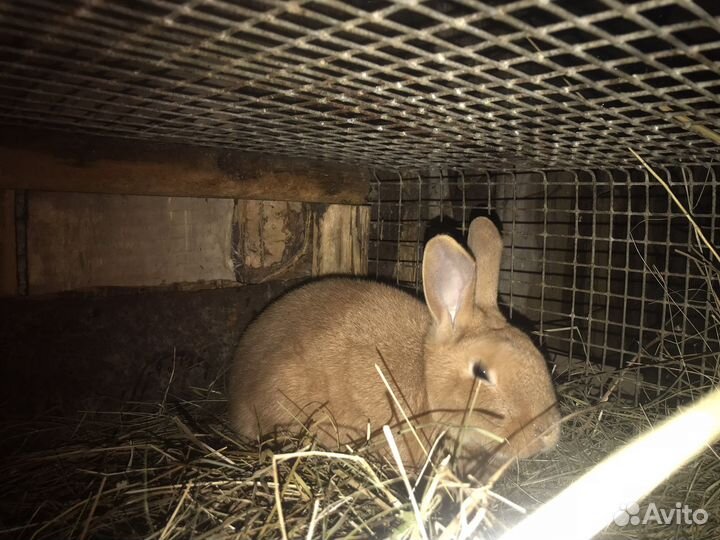 Кролики. Бургунцы и помесные