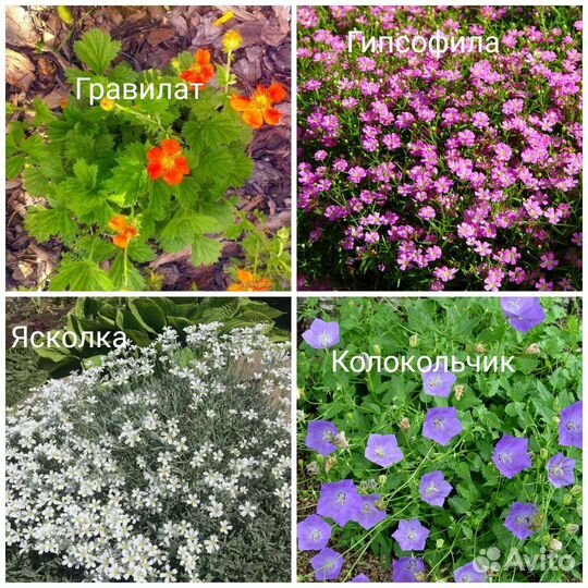 Низкорослые многолетники (читайте описание)