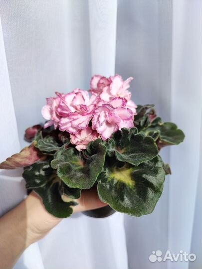 Фиалка детки