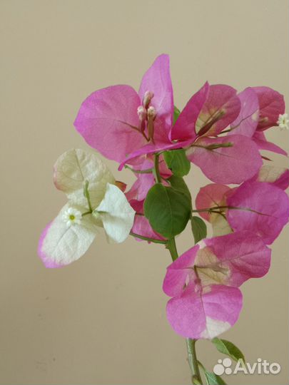 Бугенвиллия Snowcap Multi