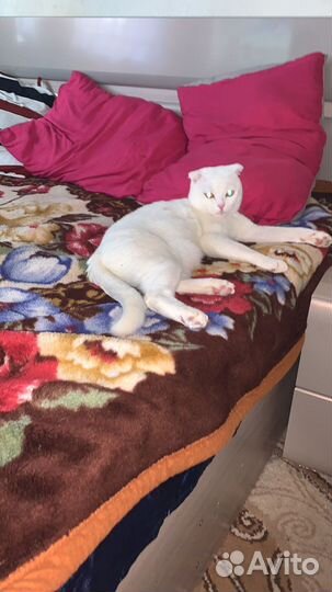 Вязка кот