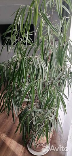 Фикус Али Биннедийка