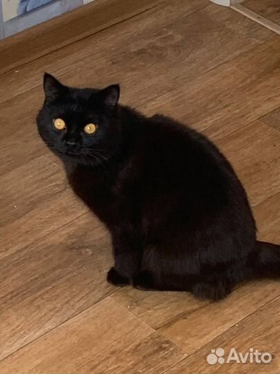 В добрые руки