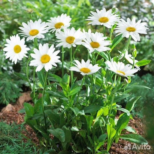 Рамашка садовая