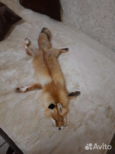 Шкуры рыжей лисы