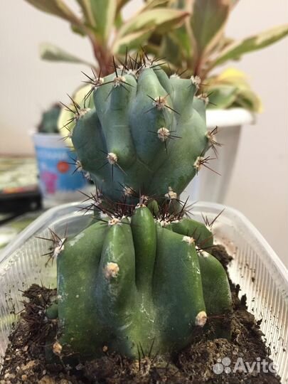 Комнатные растения,офисные-кактус цереус скалистый