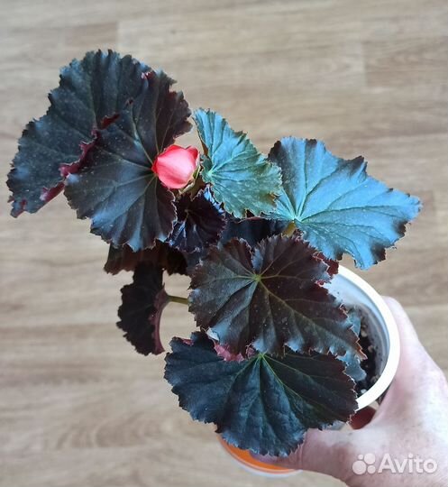 Комнатные растения