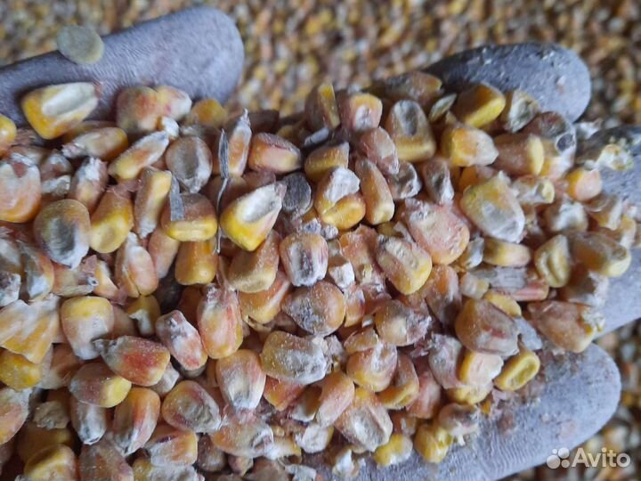 Кукуруза зерно