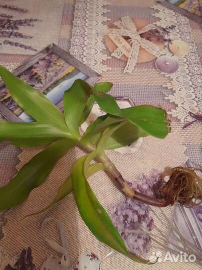 Цветок золотой ус, с корневищем