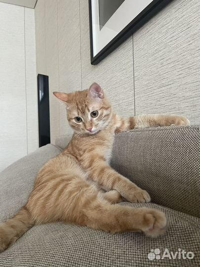 Рыжий котенок мальчик