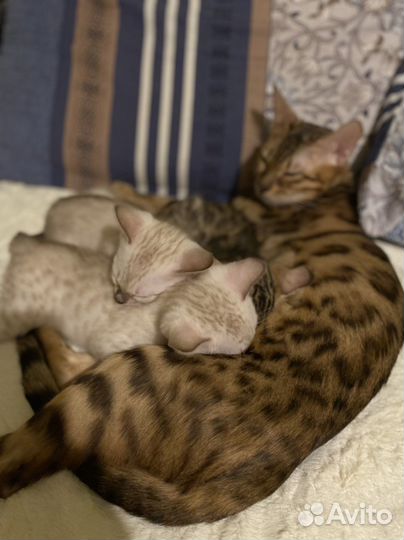 Бенгальские котята