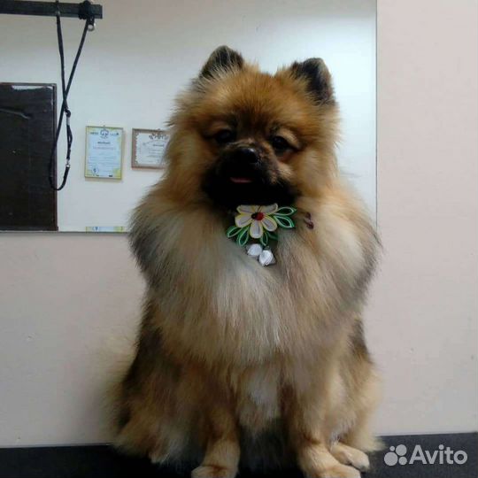 Грумер. Стрижка собак. Грумер в Дмитрове