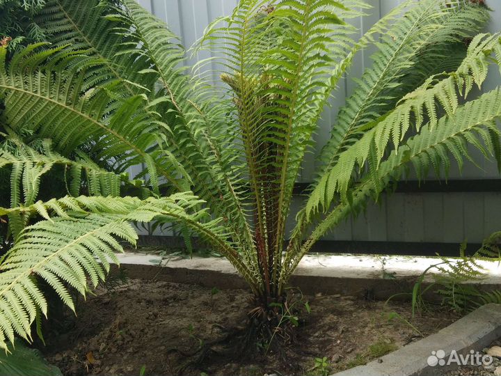 Папортник садовый