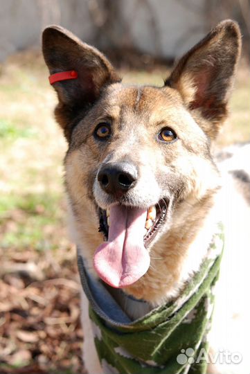 Красавец-пёс