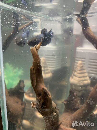 Аквариум с рыбками