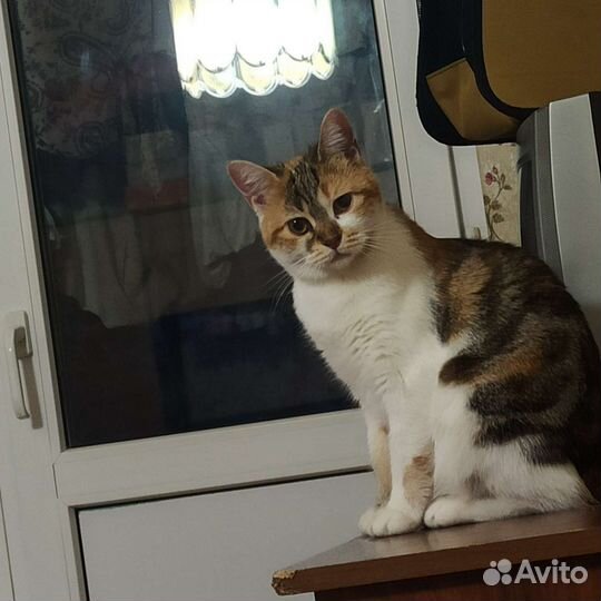 Коты и кошки