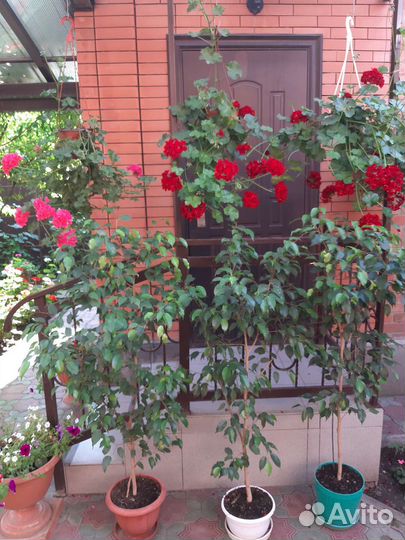 Фикус бенджамина большой