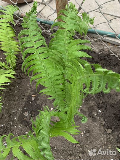 Папоротник