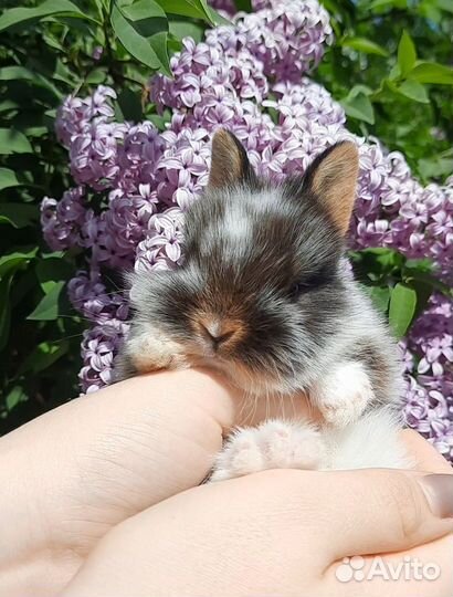 Карликовые крольчата