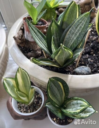 Сансевиерии сортовые разные