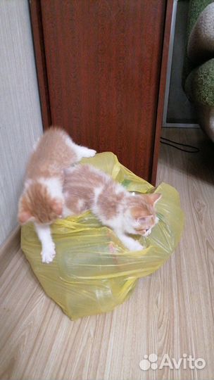 Котята мама британка